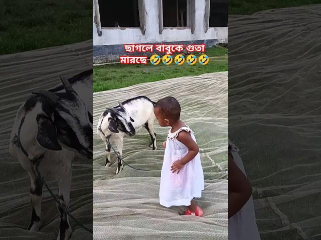 baby fun video buru guru, boro goru #cow #animals #funny #fun #cartoon #goat #funnyclips #love #cow