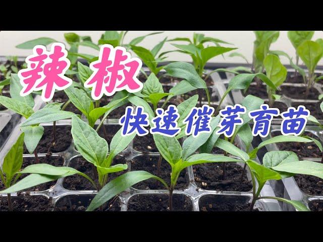 How to germinate pepper seeds quickly