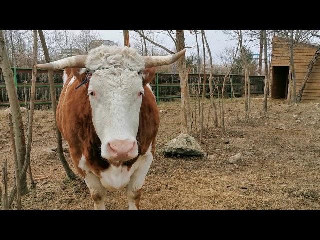 cow - Bos taurus