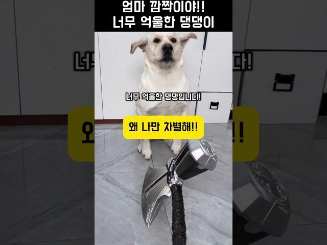 "엄마 깜짝아!"댕댕이가 억울해진 이유