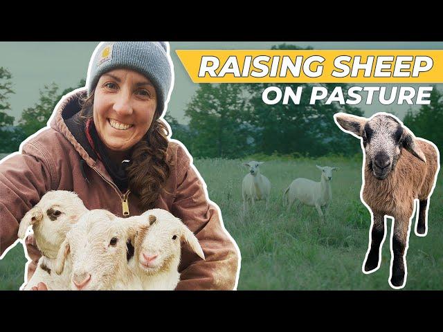 How to Raise Sheep - [Regenerative Agriculture]