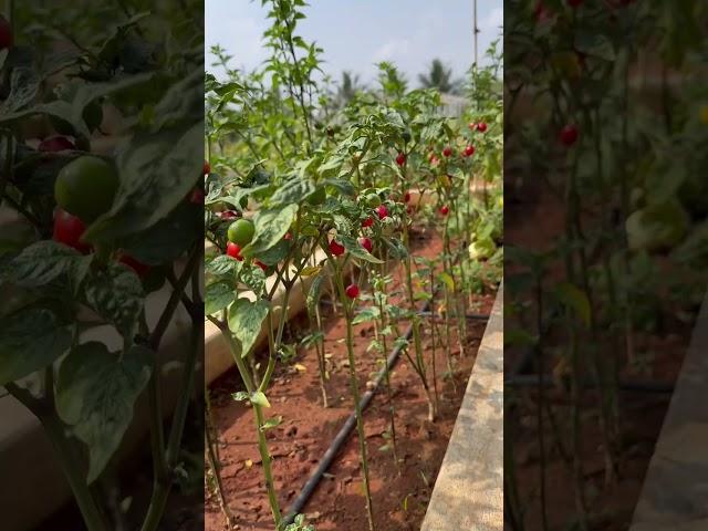 Cherry Chillies | KOG #chilli #mirchi #mirchimirchi #mirapa #round #redchilli #spicy #hotchilli