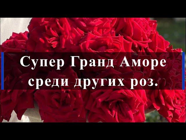 Супер Гранд Аморе среди других роз.. Питомник растений Е. Иващенко