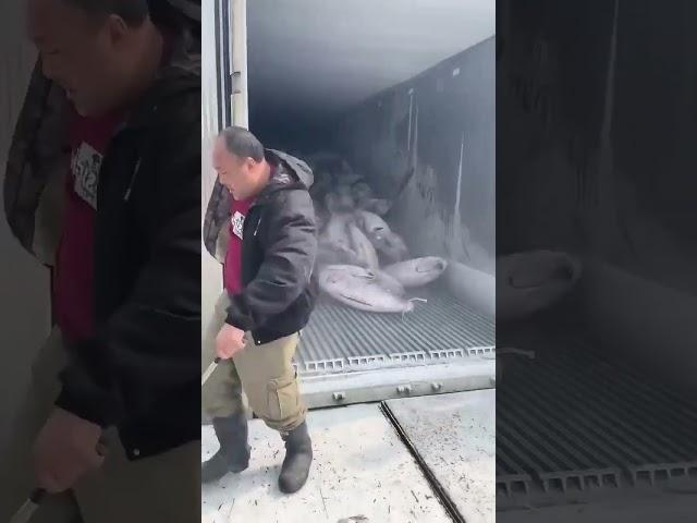 frozen tuna vs workers #farming #automobile #satisfying #asmr #trending #icecream #tree