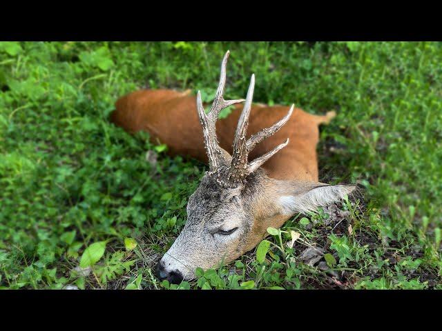 Rehbockjagd in Rumänien / Roebuck hunting in Romania / Bukke jagt i Rumaenien