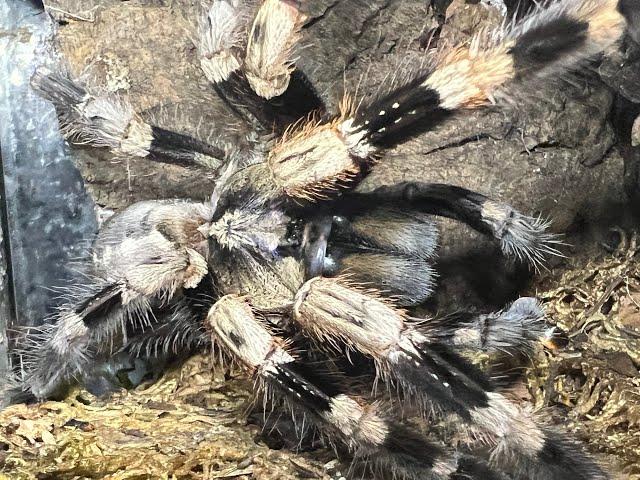Dave's little  Beasties  Feeding Rules