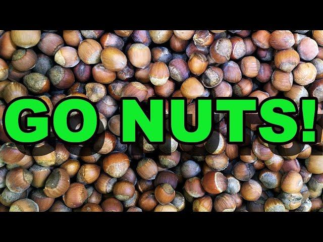 Why You Need Native Hazelnuts on Your Property!