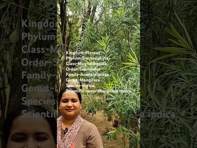 Biological Classification of Mango# competition exam# class 11 and 12# bsc#msc