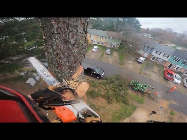 Professional Arborist FAILS of 2022