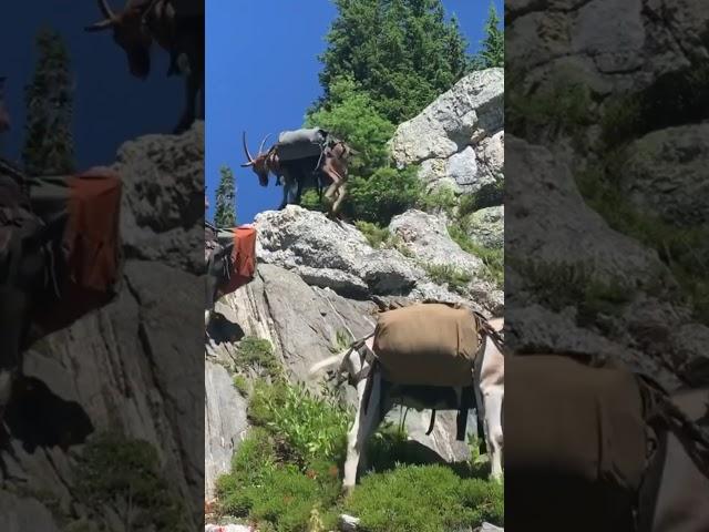 Amazing Packgoats and what they are capable of #thegoatguy #packgoats #goatmilk