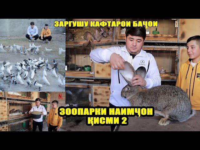 Заргушу Кафтарои Бачои. Зоопарки Наимчон Кисми 2