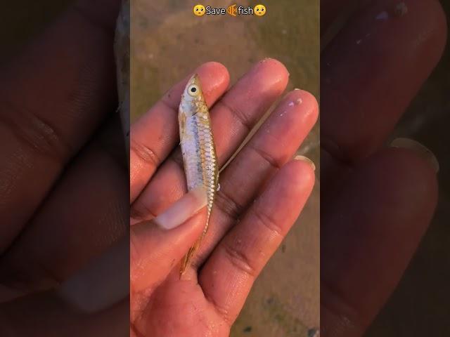 please save fish|#fishlife #fishlover #fishlovers #savefish #saveanimals #youtube #shorts