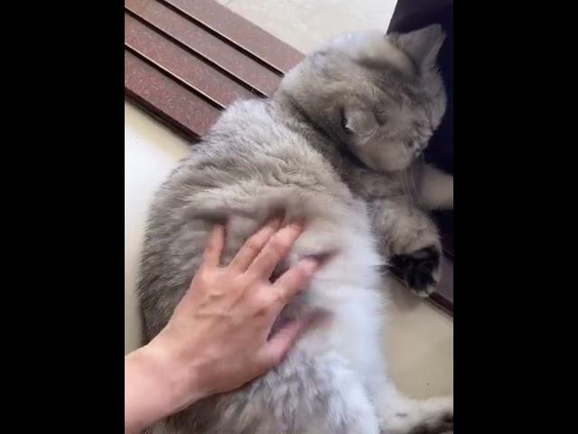 Funny Animal Club | Funniest Animal Videos | Funny Pets | Funniest Animals 2024