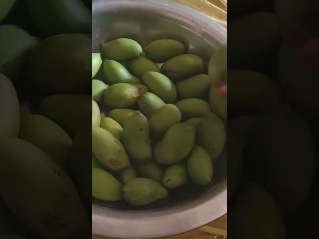 shamli v monika saini