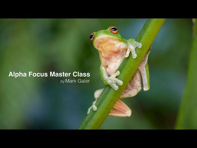 Sony Alpha Focus Masterclass