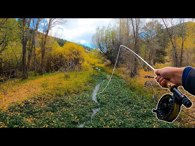 Fly Fishing an INCREDIBLE Tiny Creek For BIG Trout!!!