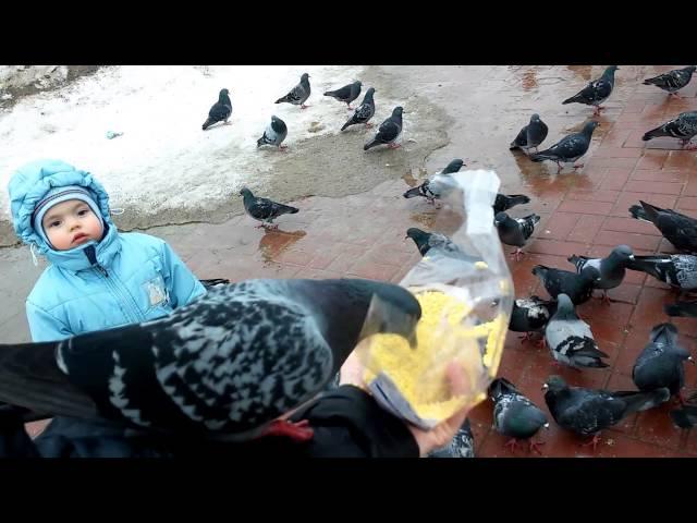 Голуби. Им бы в цирке выступать. funny bird.