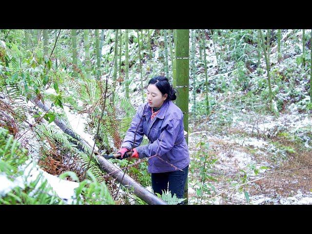 一夜之间，春雪任性飞舞而降，春回人间的时刻，用素白包裹了万物。【乡愁沈丹 Shen Dan】