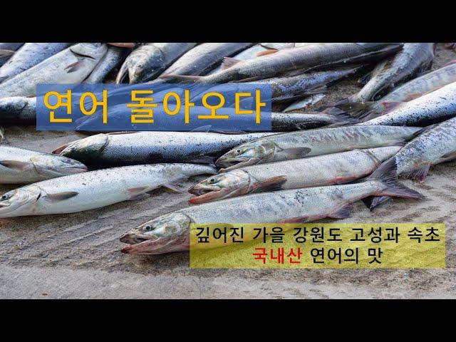 당신은 국내산 연어를 드신 적이 있나요?