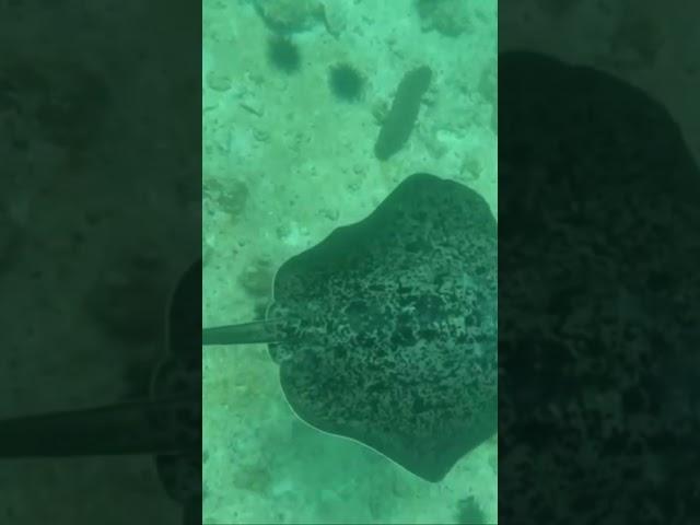 Huge Stingray swim with me#seychellesisland #Nelfa Sela Vlog