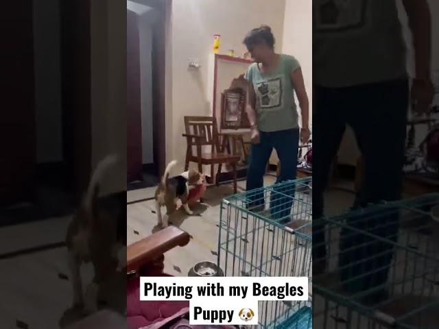 Playing with Beagle puppy #shorts #beagle