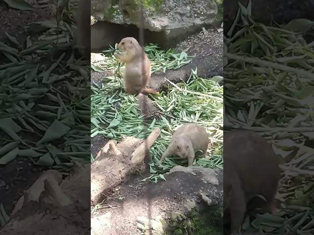 立ってモグモグ！プレーリードッグの赤ちゃんがかわいすぎでつらい。上野動物園。R6/5（東京観光）Cute！ Prairie Dog Babies Ueno Zoo Tokyo JAPAN TRAVEL