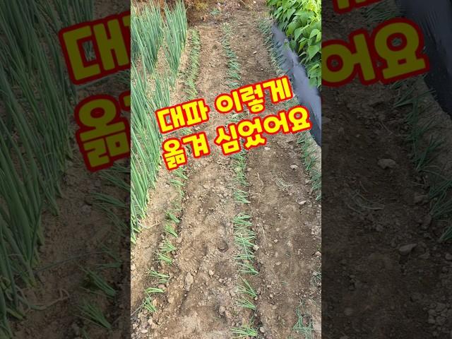 대파 이렇게 옮겨 심었어요. #shorts
