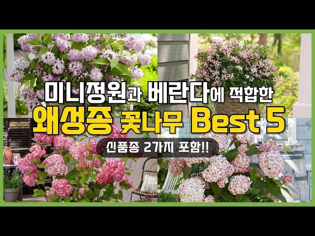 공간 없어도 괜찮아요! 베란다에서도 키우기 좋은 왜성 꽃나무 Best 5 신품종 포함 #가드닝 #정원 #정원꾸미기