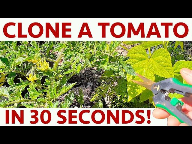 CLONE a TOMATO Plant from Cuttings - in 30 SECONDS!