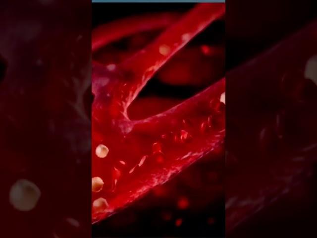 Circulatory system #allthingsls #tutormels #sciencemadeeasy #loveforknowledge #shorts #shortvideo