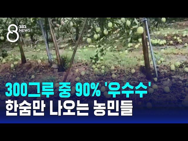 300그루 중 90% '우수수'…한숨만 나오는 농민들 / SBS 8뉴스