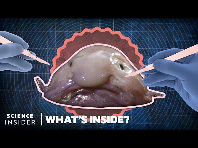 What's Inside A Blobfish | What's Inside? | Science Insider