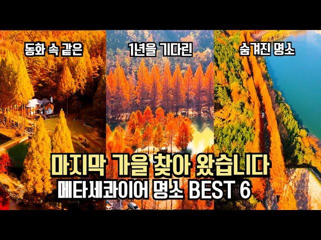 마지막 가을 찾았습니다 놓치면 후회할 가을 메타세콰이어 명소 BEST 6