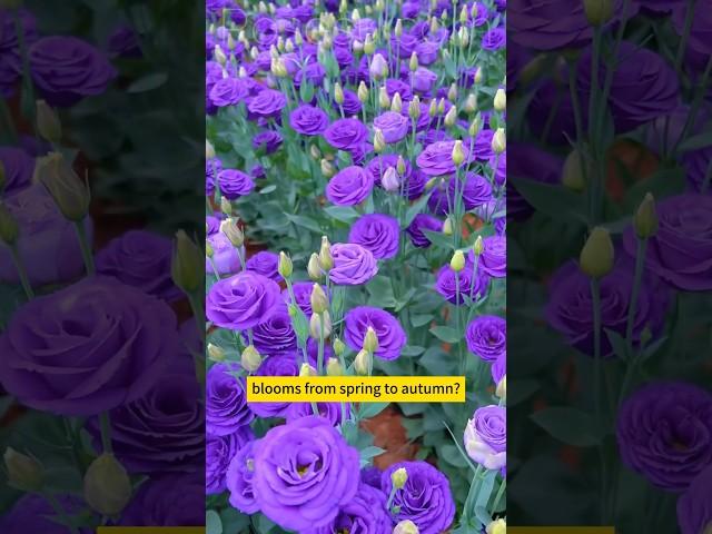 #lisianthus #eustoma #bloombloom #floralarrangement #perennialflowers