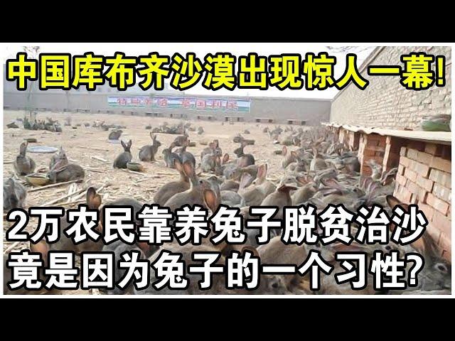 800萬隻獺兔放入庫布齊沙漠腹地，樹木成活率竟高達95%！20000農民脫貧又治沙，竟是因為兔子的一個習性？