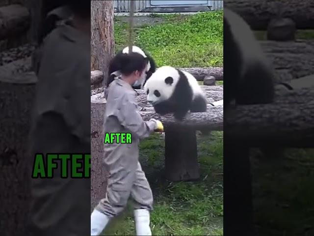 Baby Panda Not Helping Zookeeper #shorts