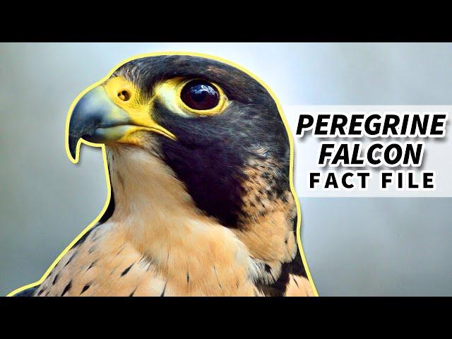 Peregrine Falcon Facts: the FASTEST bird | Animal Fact Files