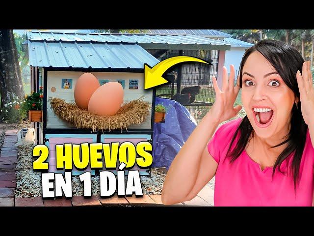 Hoy Las Gallinitas Pusieron 2 Huevos  Sandra Cires Vlog