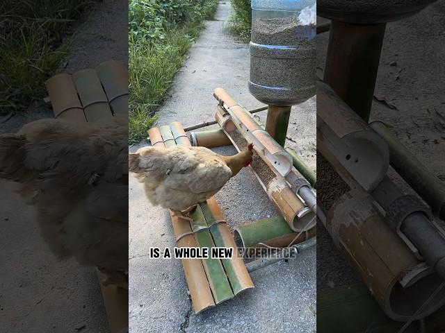 Creative chicken farm #creative #chicken #farm