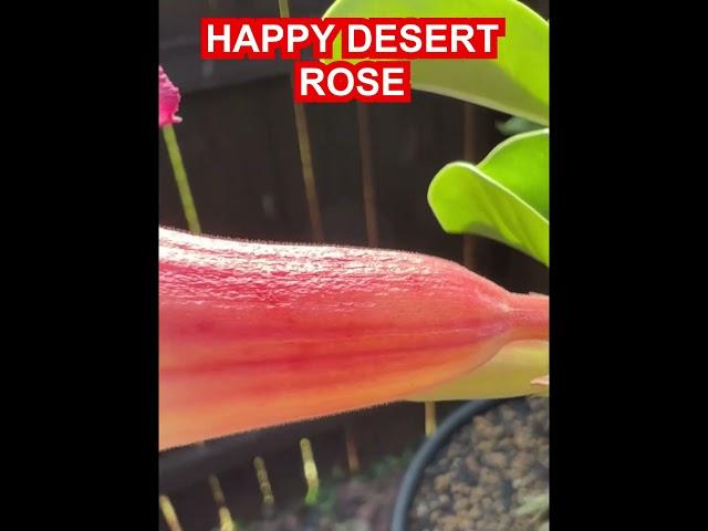 HAPPY DESERT ROSE / BONSAI / FLOWER #bonsai #desertrose