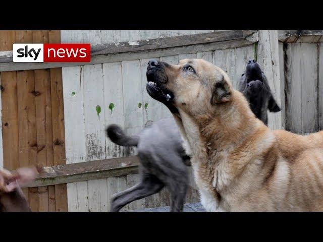 Special Report | How dangerous dogs are dealt with in the UK