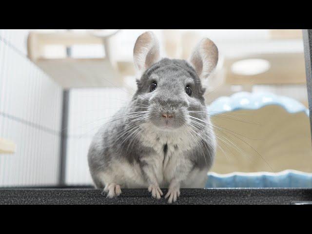 【絶望】チンチラが本気を出すとこうなります