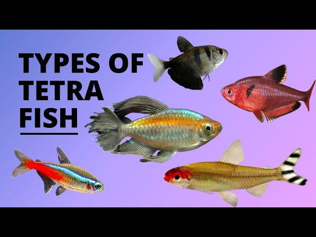 TYPES OF TETRA FISH