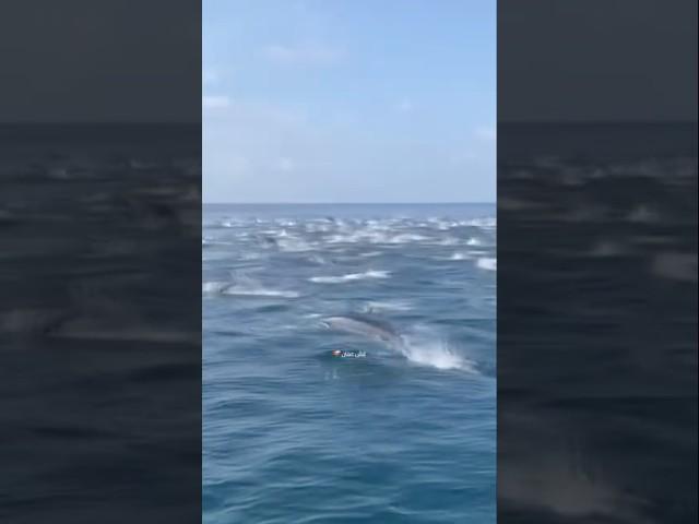 Dolphins Group #dolphindance #dolphins #shortsviral #fish #shortvideo