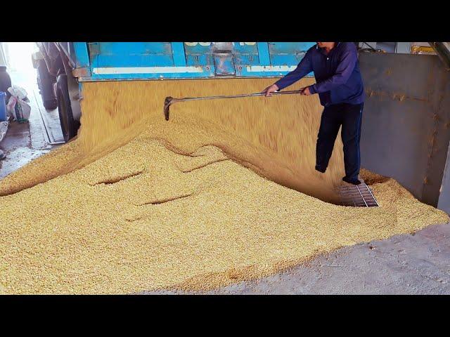 How Rice is Harvesting in Taiwan - Rice Harvesting and Rice Milling Process/台灣稻米豐收！稻米收穫跟碾米過程 -玉山碾米廠