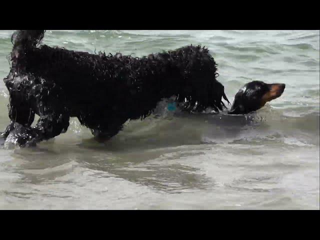 Bentley Dachshund meets Freddy Labradoodle for swim (original)