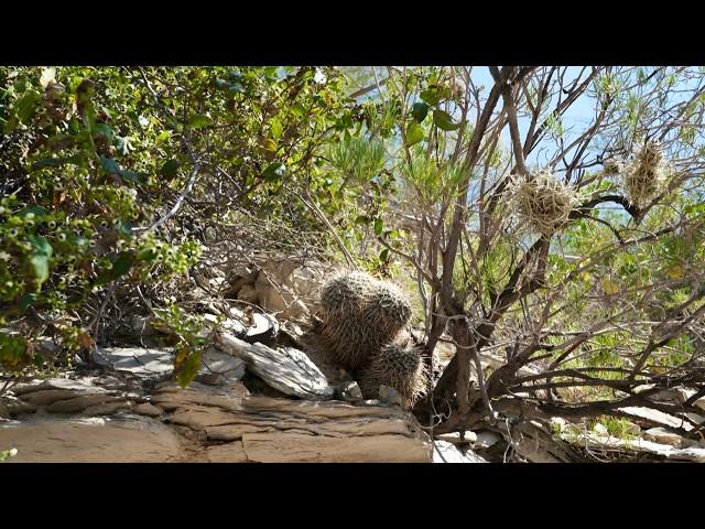 Cactus habitat of Queretaro, Mexico. Dry season