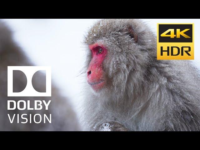 BEST HDR10 DEMO "The World in Dolby Vision" [4KHDR]