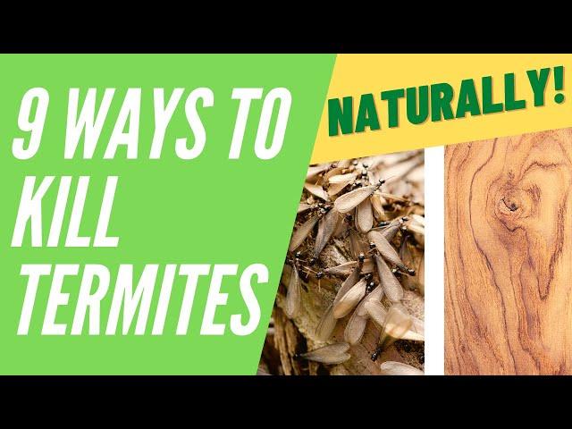 How to Kill Termites Naturally (9 Ways that Actually Work)