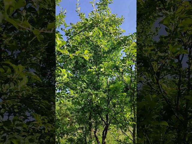 яблуні.                                                    (105 серія) подвір'я